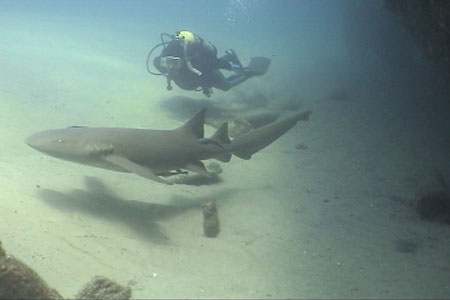 Captain Dave swims next to a Nurse Shark on the Hesperides
