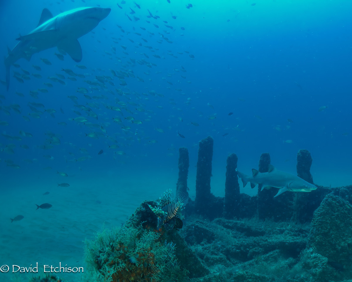 Great White Shark at British Spendour wreck. Photo by Dave Etecison