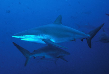 Silky Shark photo courtesy of Diver Joe Poe