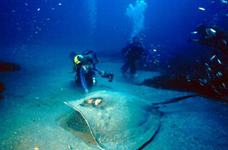 Ann gets in touch with a Large Ray (DiveHatteras Photo)