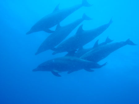 Dolphins swim past the dives on the deco.  Photo by diver Eric Koehler