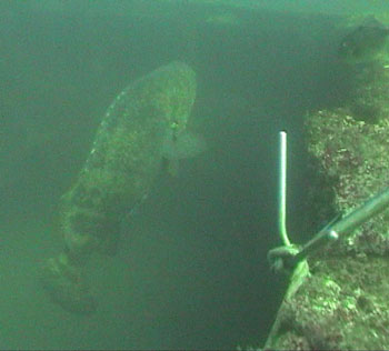 6 to 7' long Jewfish seen at the Liberator (DiveHatteras photo)
