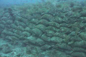Walls of cement bags form a reef