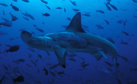 Hammerhead Shark photo courtesy of Diver Joe Poe.