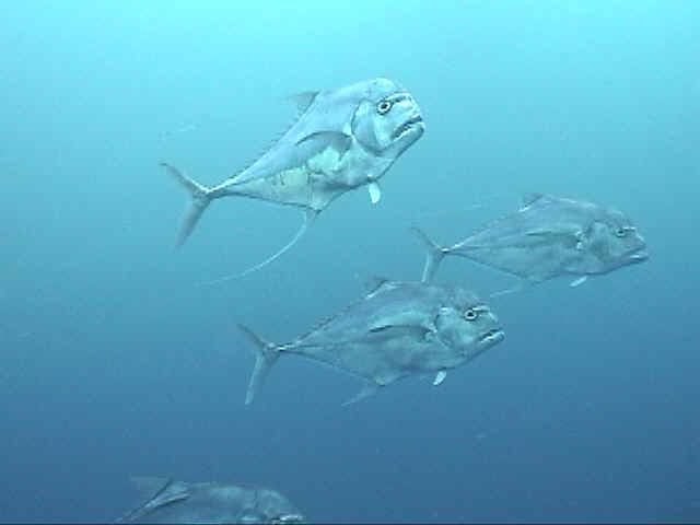 The tasty African Pompano swim close by - Dive Hatteras photo